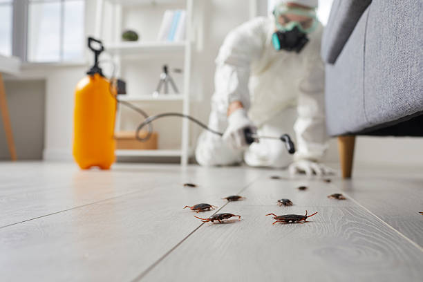 Trusted Termite Control service in University City, MO - Nex Pest Control
